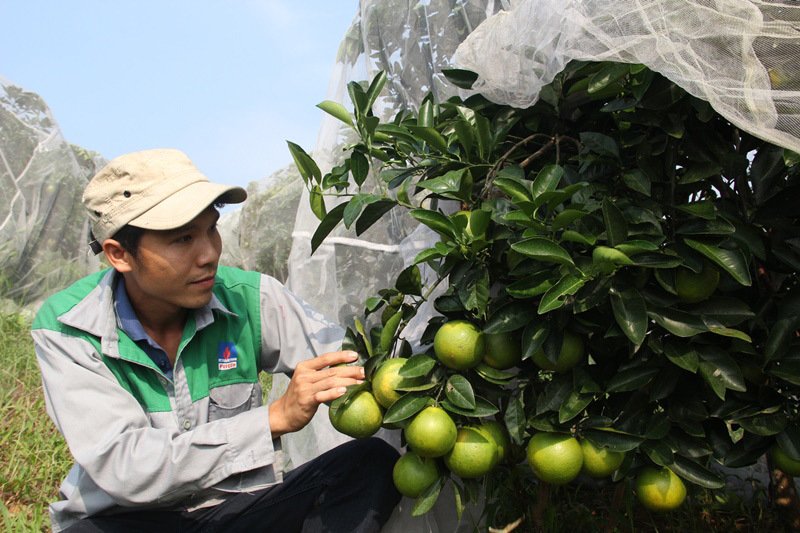 Chuyện lạ: Vườn cây chục tỷ đồng được mắc màn bảo vệ giữa rừng sâu-10