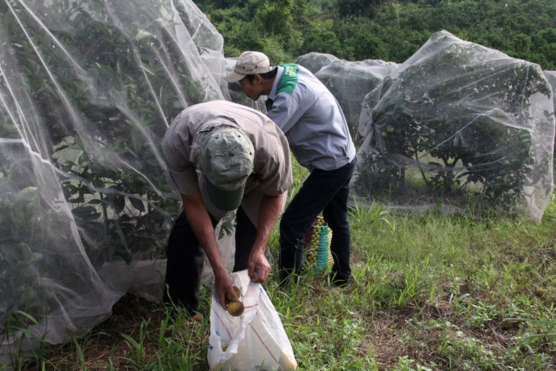 Chuyện lạ: Vườn cây chục tỷ đồng được mắc màn bảo vệ giữa rừng sâu-12