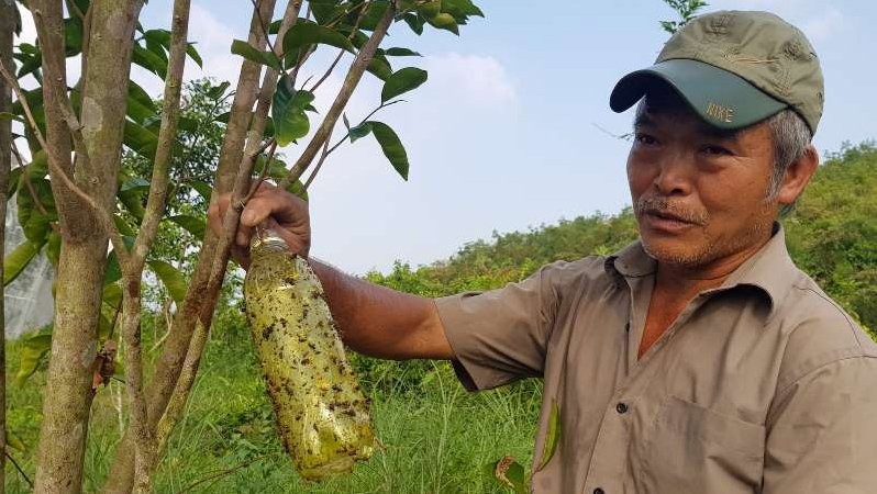 Chuyện lạ: Vườn cây chục tỷ đồng được mắc màn bảo vệ giữa rừng sâu-13