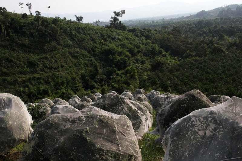 Chuyện lạ: Vườn cây chục tỷ đồng được mắc màn bảo vệ giữa rừng sâu-2