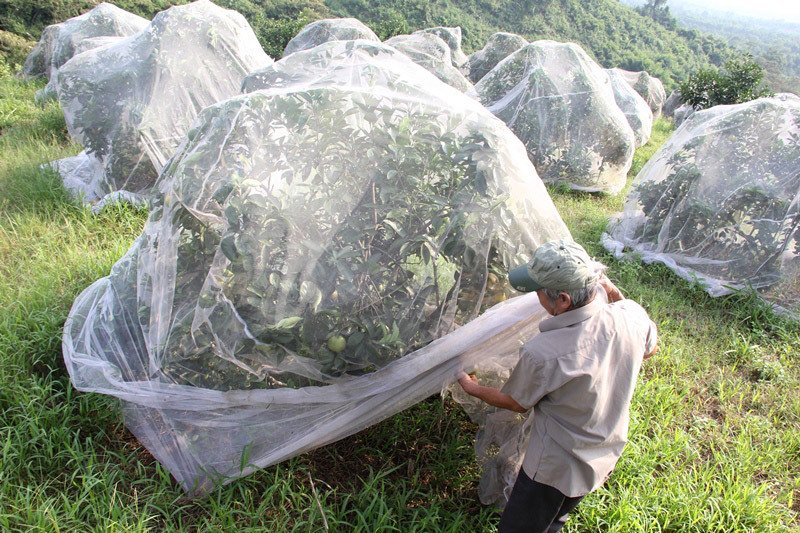 Chuyện lạ: Vườn cây chục tỷ đồng được mắc màn bảo vệ giữa rừng sâu-3