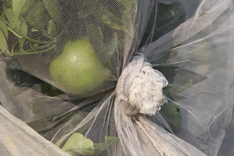 Chuyện lạ: Vườn cây chục tỷ đồng được mắc màn bảo vệ giữa rừng sâu-5