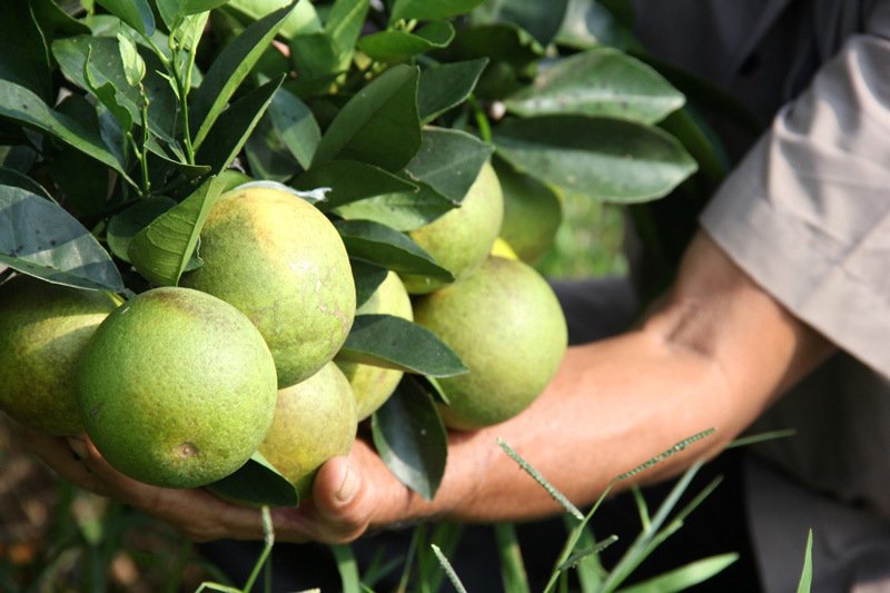 Chuyện lạ: Vườn cây chục tỷ đồng được mắc màn bảo vệ giữa rừng sâu-8