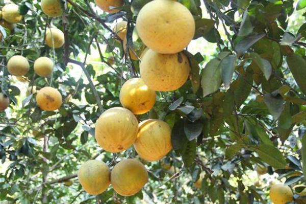 Cụ ông U80 trồng cây, nuôi cá thảnh thơi, vừa chơi vừa có tiền-3