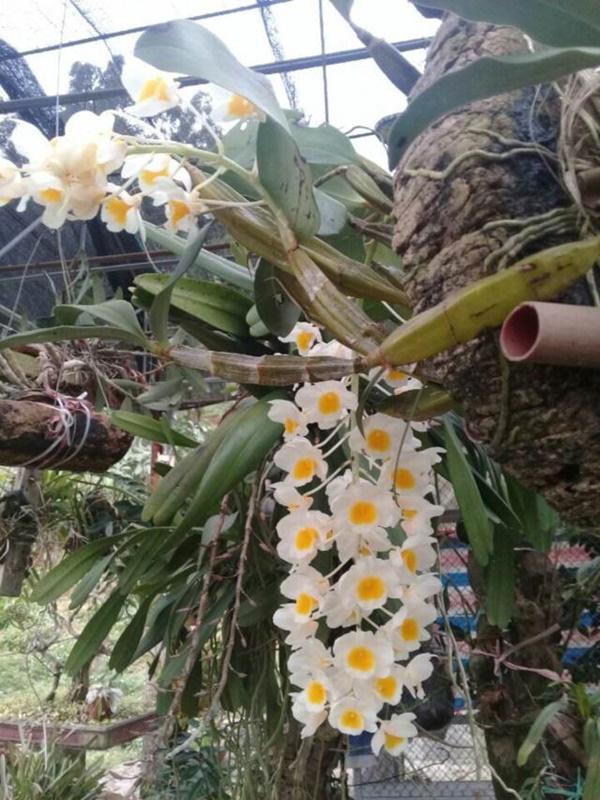 Cụ ông U80 trồng cây, nuôi cá thảnh thơi, vừa chơi vừa có tiền-5