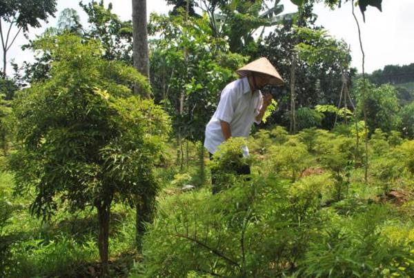 Cụ ông U80 trồng cây, nuôi cá thảnh thơi, vừa chơi vừa có tiền-6