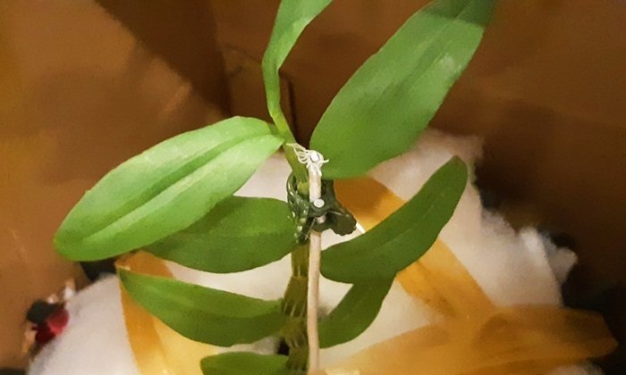 Gốc lan đột biến 17 tỷ: Sự thật bất ngờ về cú chơi chấn động-1