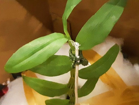 Bí mật phía sau những thương vụ bán lan đột biến tiền tỷ-3