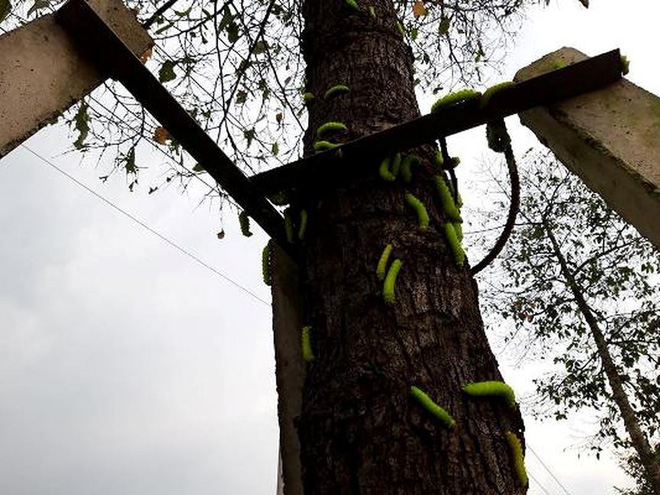 Rợn người cảnh hàng ngàn con sâu lạ xuất hiện ở Bình Dương-1