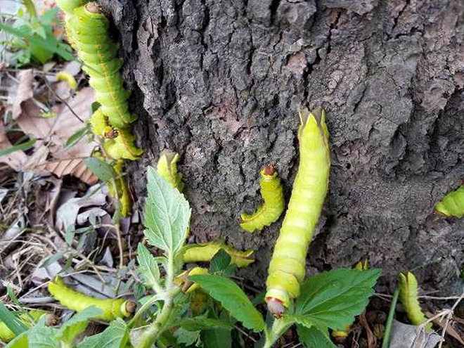 Rợn người cảnh hàng ngàn con sâu lạ xuất hiện ở Bình Dương-2