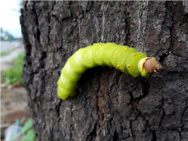 Rợn người cảnh hàng ngàn con sâu lạ xuất hiện ở Bình Dương-3