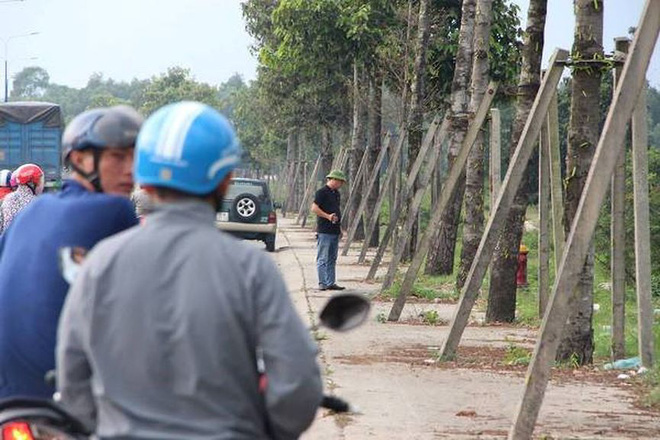 Rợn người cảnh hàng ngàn con sâu lạ xuất hiện ở Bình Dương-4