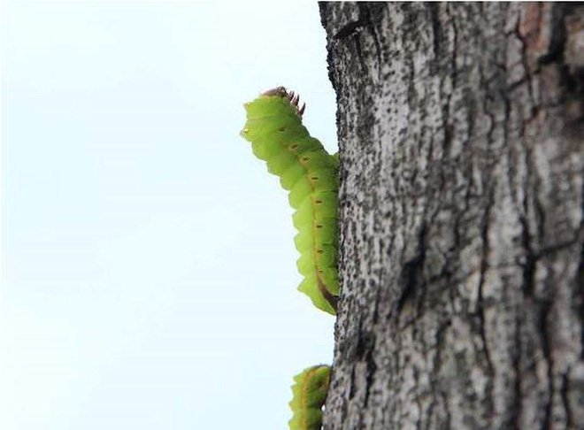 Rợn người cảnh hàng ngàn con sâu lạ xuất hiện ở Bình Dương-5