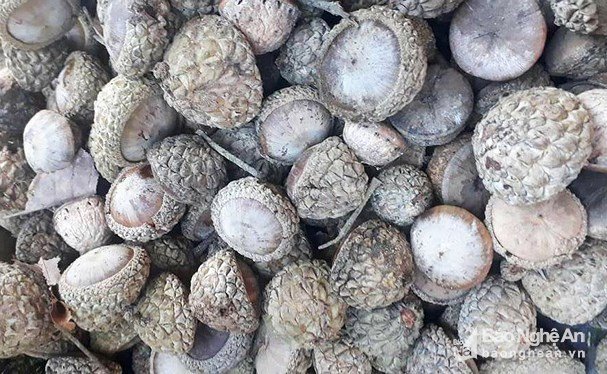 Trái dại ở rừng ngon khó cưỡng, muốn ăn phải dùng búa-3