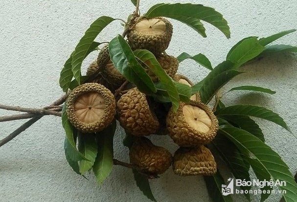 Trái dại ở rừng ngon khó cưỡng, muốn ăn phải dùng búa-2