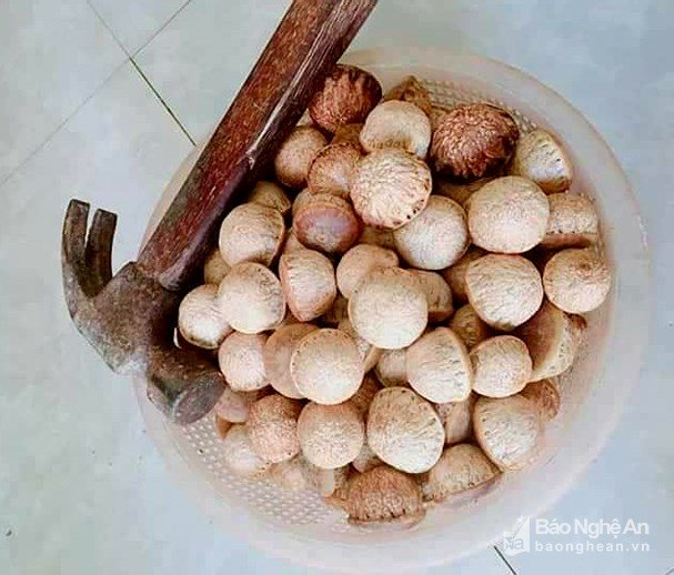 Trái dại ở rừng ngon khó cưỡng, muốn ăn phải dùng búa-4