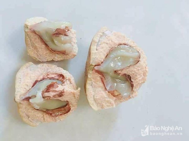 Trái dại ở rừng ngon khó cưỡng, muốn ăn phải dùng búa-5