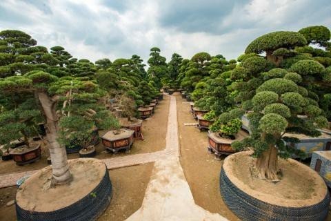 Điều cay đắng tại vườn cây 2.000 tỷ đồng của Trầm Bê-1