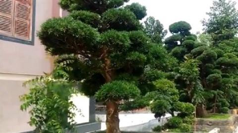 Điều cay đắng tại vườn cây 2.000 tỷ đồng của Trầm Bê-2