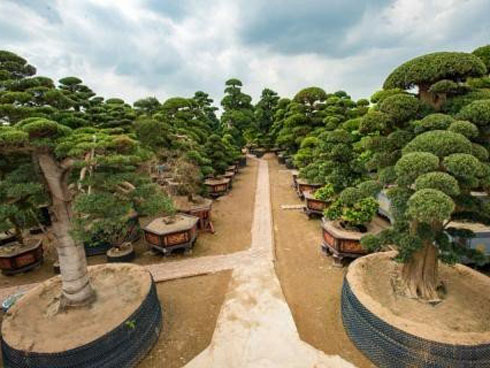 Đại gia Toàn đô la: Nhiều người mang cả ô tô chở tiền đến hỏi mua cây nhưng tôi không bán-2