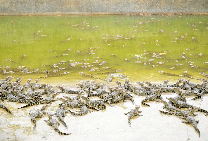 Bí mật trong trại hàng vạn con cá sấu của ông trùm tỷ phú miền Tây-5