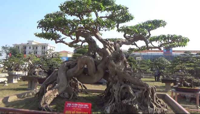 Đại gia Toàn đô la: Nhiều người mang cả ô tô chở tiền đến hỏi mua cây nhưng tôi không bán-1