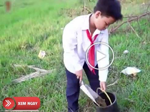 Cậu bé không làm bài tập bị mẹ bắt đi hót phân bò và cái kết