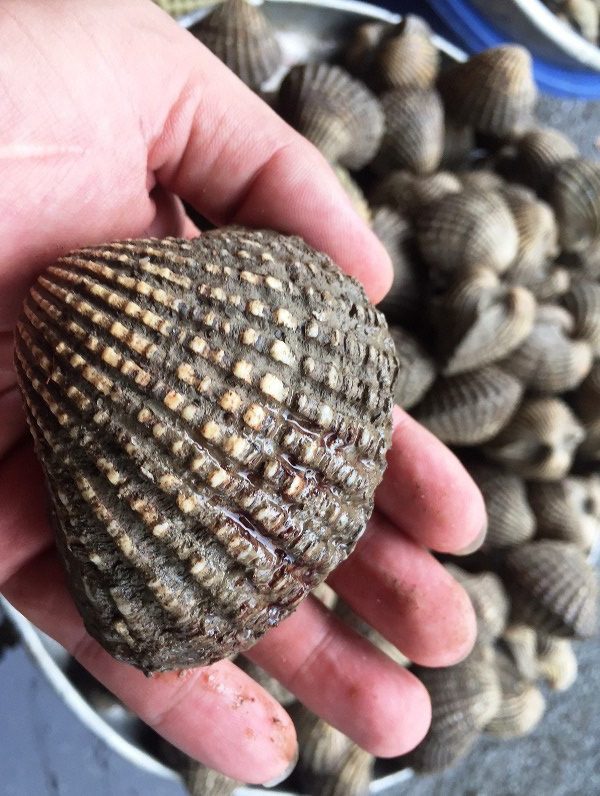 Sò huyết khổng lồ” bán ở vỉa hè, một con bằng 1 tô phở-2