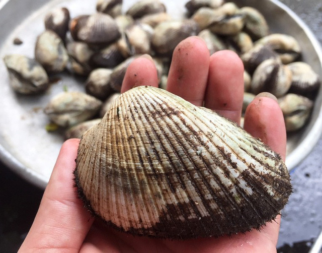 Sò huyết khổng lồ” bán ở vỉa hè, một con bằng 1 tô phở-4