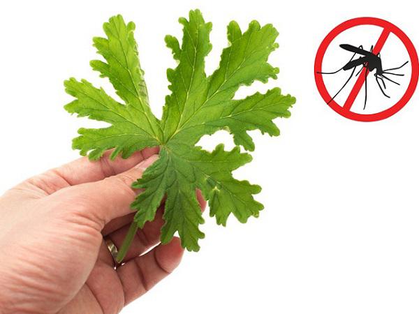 Biết những mẹo đuổi muỗi cực hay này, bạn khỏi lo mắc sốt xuất huyết-1