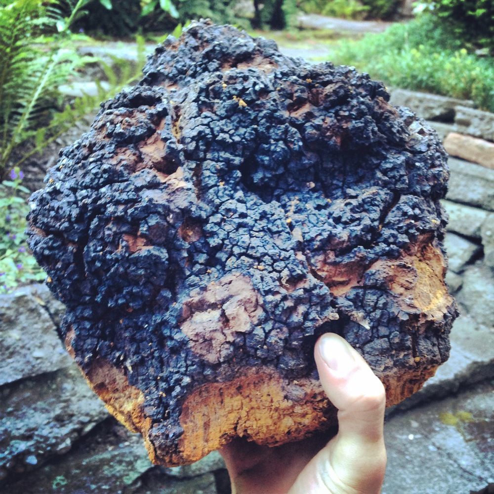 Loại nấm lạ, giống cục than cháy sém, nhưng lại là ‘thần dược’ chữa ung thư, ngừa lão hóa-4