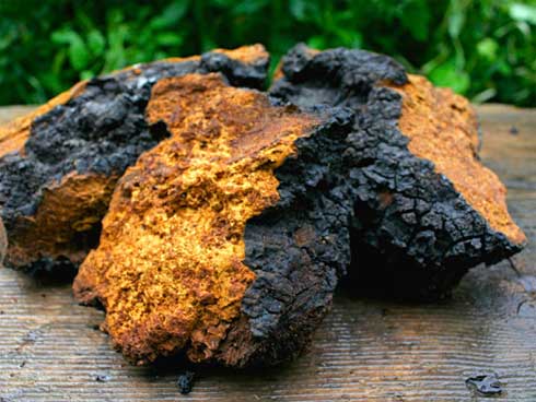 Thần dược Nấm Sữa Hổ mọc hoang ở các vùng quê giá gần 7 triệu/kg-5