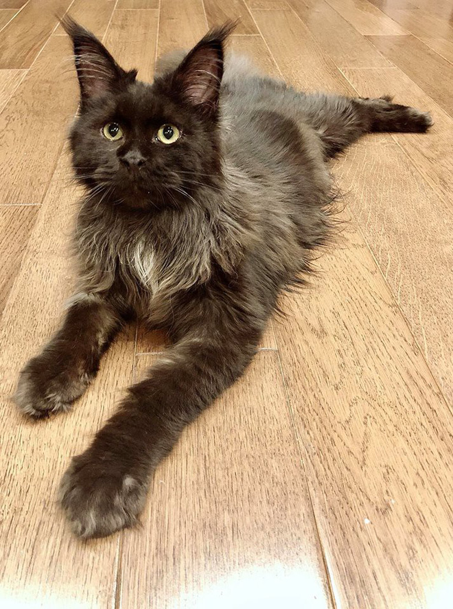 Vợ chồng Trấn Thành và chuyện gây cười về con mèo ngoại giá 3000 USD bị cạo trụi lông-3