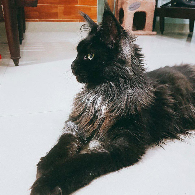 Vợ chồng Trấn Thành và chuyện gây cười về con mèo ngoại giá 3000 USD bị cạo trụi lông-2