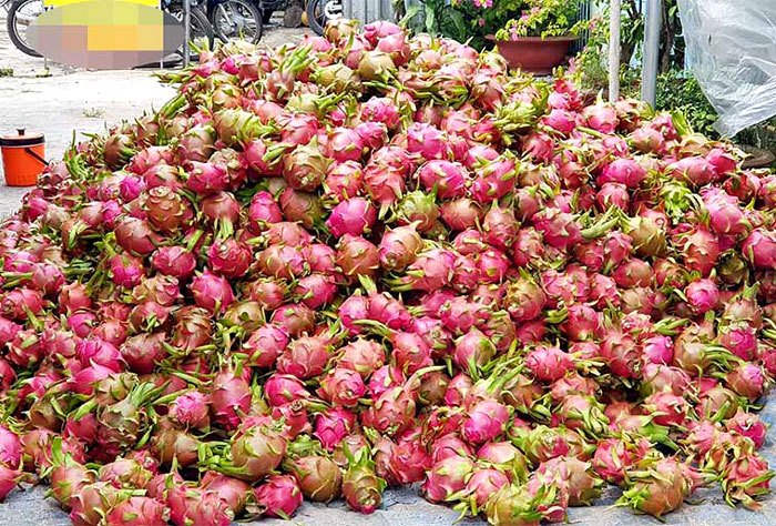 Trung Quốc quyết định đột ngột, vạn nông dân Việt khóc ròng-1