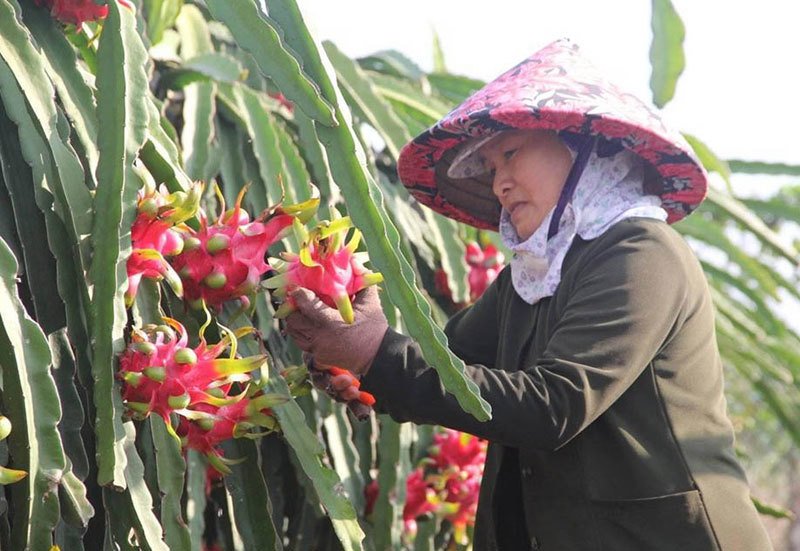 Trung Quốc quyết định đột ngột, vạn nông dân Việt khóc ròng-2