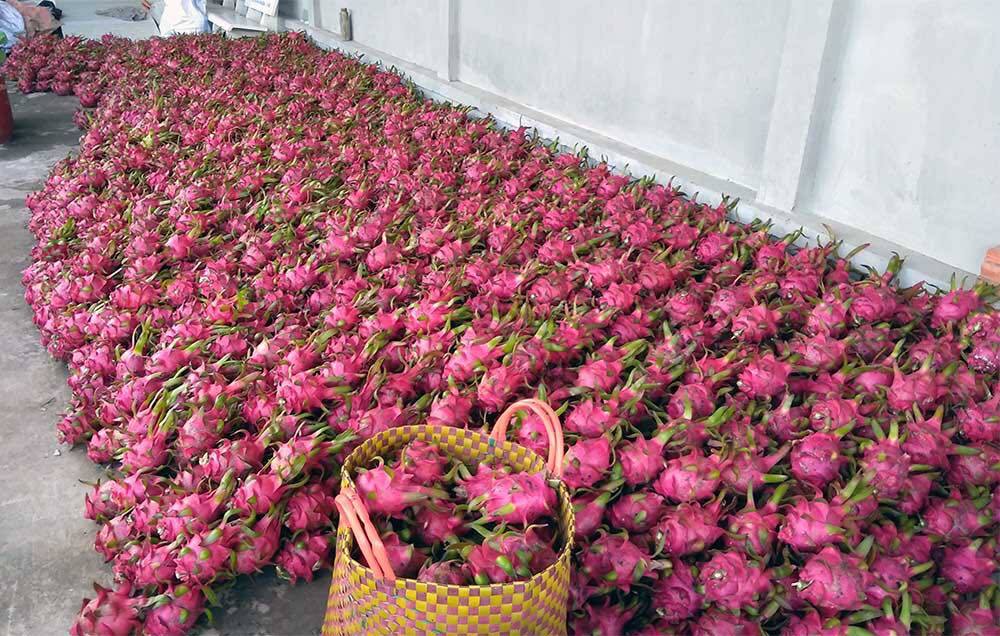 Trung Quốc quyết định đột ngột, vạn nông dân Việt khóc ròng-5