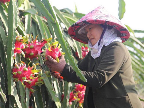 Hơn 100.000 tấn thanh long ế, Bình Thuận thiệt hại bao nhiêu?-3