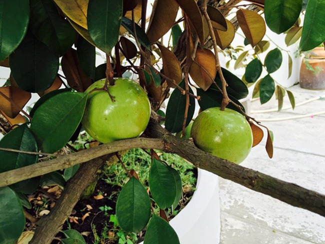 Người đẹp Tây Đô Việt Trinh và ngôi nhà an yên bên khu vườn ngập tràn rau trái-8