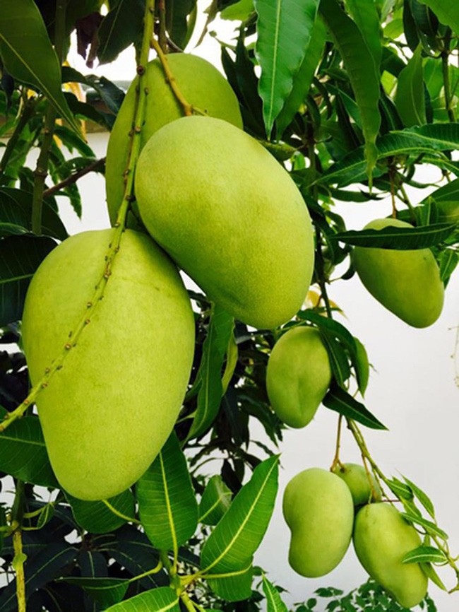 Người đẹp Tây Đô Việt Trinh và ngôi nhà an yên bên khu vườn ngập tràn rau trái-9