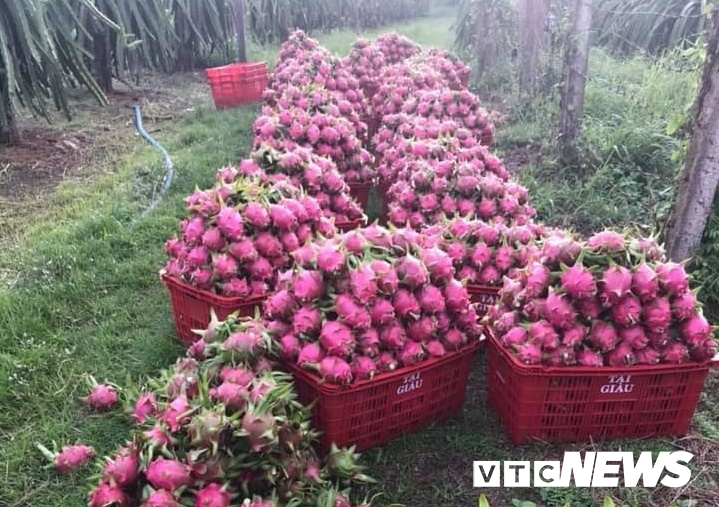 Hơn 100.000 tấn thanh long ế, Bình Thuận thiệt hại bao nhiêu?-2