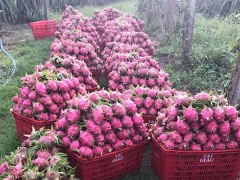 Thanh long rớt giá kỷ lục: Đổ lỗi thương lái Trung Quốc hay tự cứu mình?-4