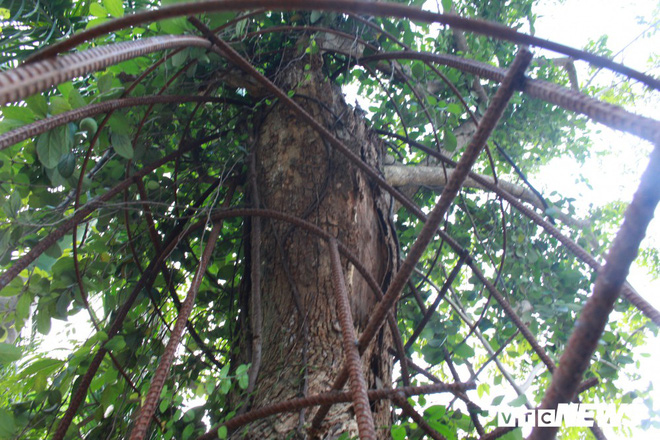 Ly kỳ quanh cây sưa trăm tỷ ở Hà Nội sắp được bán: Tờ giấy đe dọa ném vào nhà dân-2