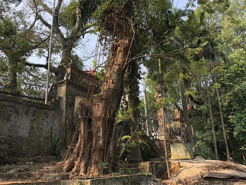 Ly kỳ quanh cây sưa trăm tỷ ở Hà Nội sắp được bán: Tờ giấy đe dọa ném vào nhà dân