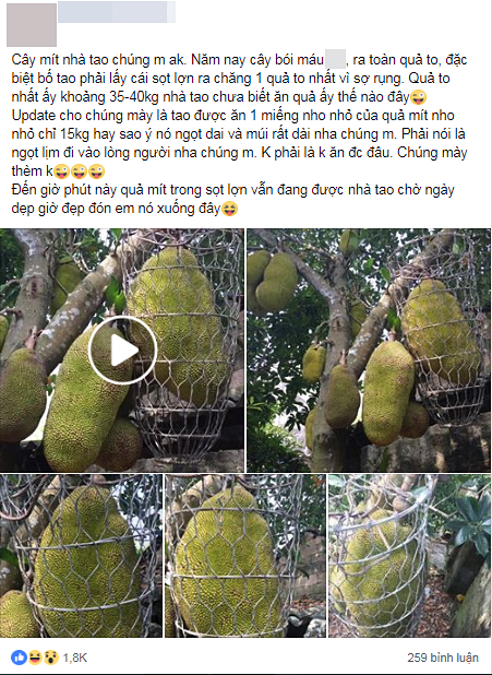 Vườn mít cuối mùa trĩu trịt, có quả nặng gần 40kg phải nhốt vào rọ như chú lợn con, ai nhìn cũng phải thèm thuồng-1