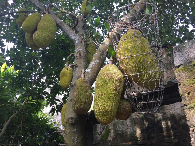 Vườn mít cuối mùa trĩu trịt, có quả nặng gần 40kg phải nhốt vào rọ như chú lợn con, ai nhìn cũng phải thèm thuồng-2