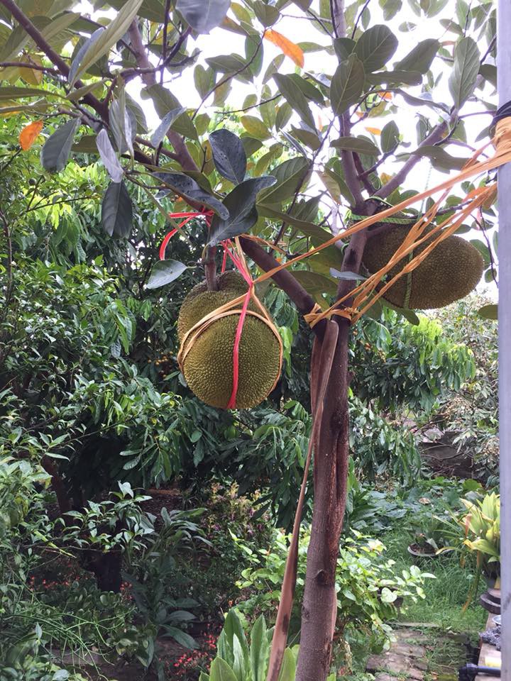 Vườn mít cuối mùa trĩu trịt, có quả nặng gần 40kg phải nhốt vào rọ như chú lợn con, ai nhìn cũng phải thèm thuồng-10