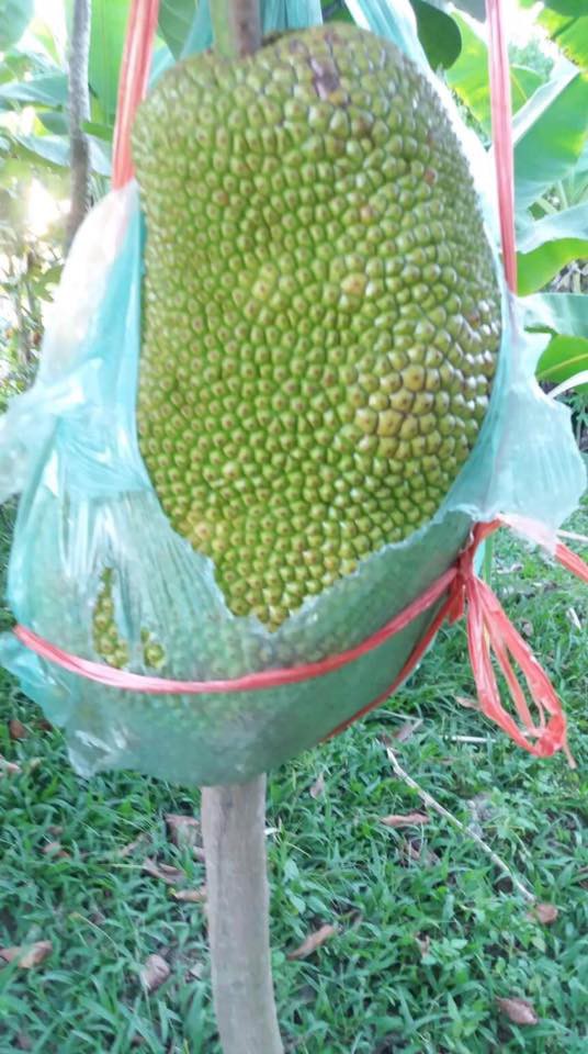 Vườn mít cuối mùa trĩu trịt, có quả nặng gần 40kg phải nhốt vào rọ như chú lợn con, ai nhìn cũng phải thèm thuồng-6