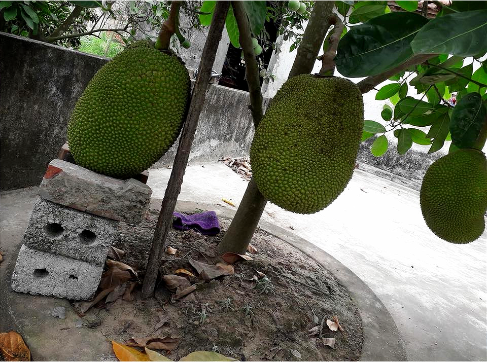 Vườn mít cuối mùa trĩu trịt, có quả nặng gần 40kg phải nhốt vào rọ như chú lợn con, ai nhìn cũng phải thèm thuồng-7