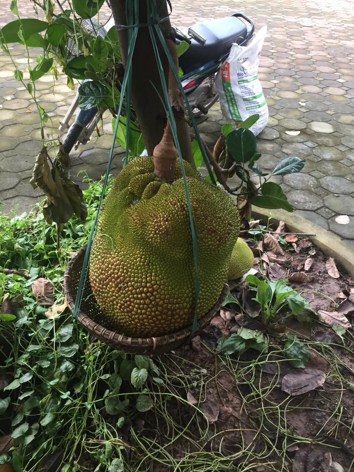 Vườn mít cuối mùa trĩu trịt, có quả nặng gần 40kg phải nhốt vào rọ như chú lợn con, ai nhìn cũng phải thèm thuồng-8